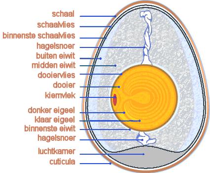 houdbaarheid eieren
